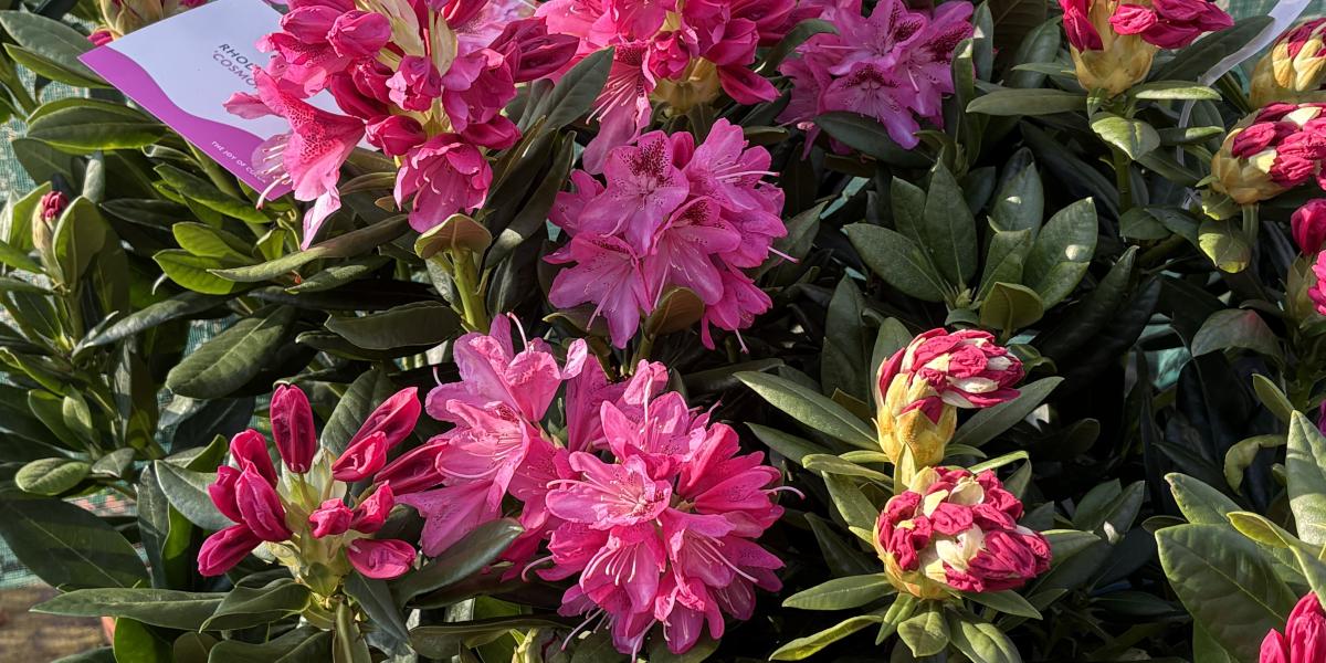 rhododendrony