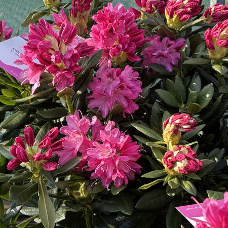 rhododendrony
